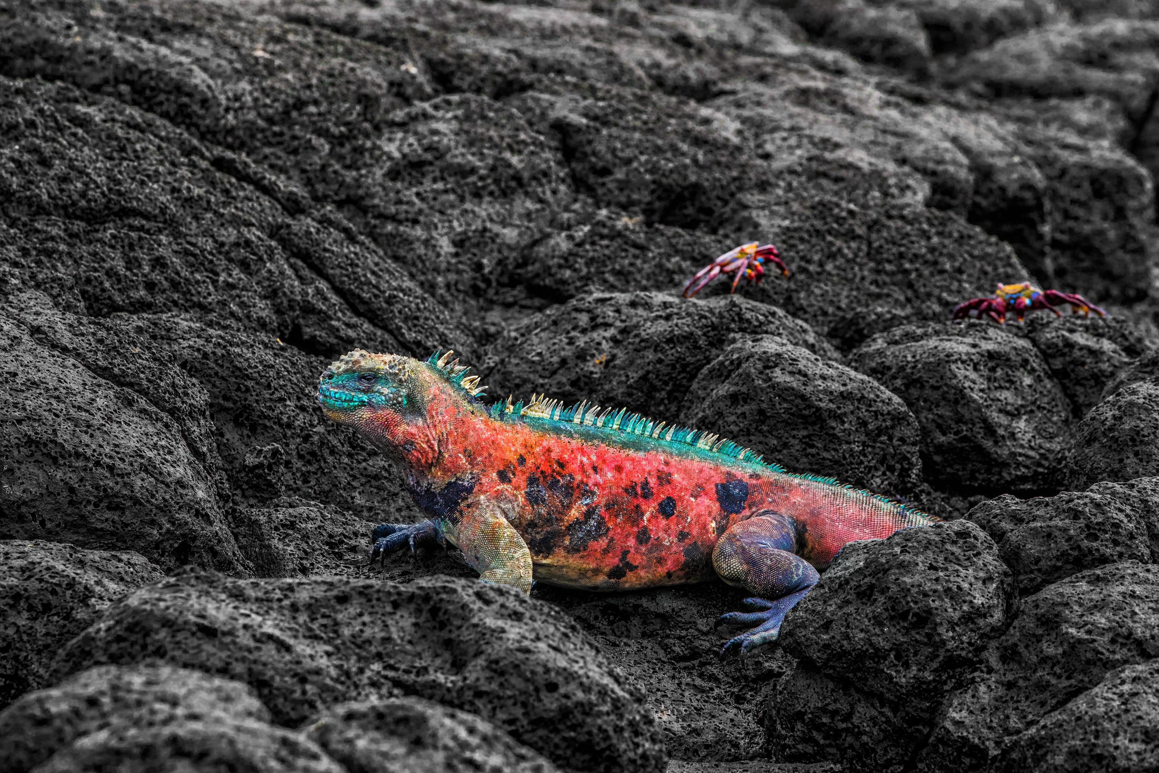 Galápagos Islands